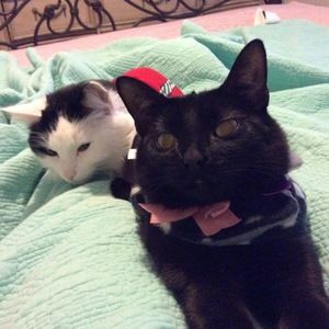 Meet your Posher, Sealsher